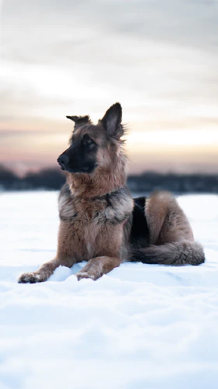 German shepherd, sitting on snow example for alt text for images.