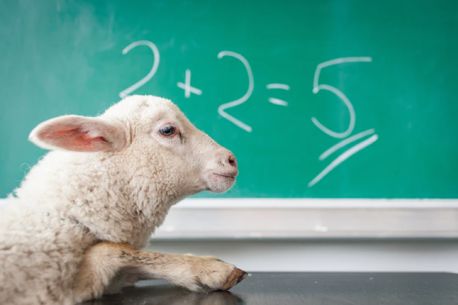 An image of a sheep doing maths, wrongly placed in an article about alt-tag